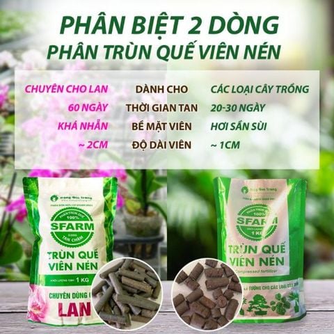 trun-que-vien-lan-1_af1c2a30e1ea4526b581b4ff22be9f27_large
